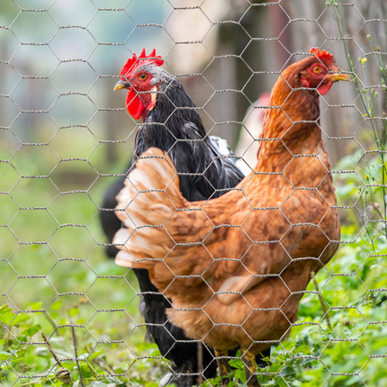 Grillage pour poules 1x25M maille 13mm triple torsion clôture souple jardin animaux